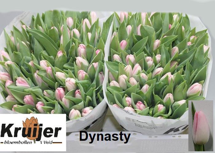 Tulips Dynasty
