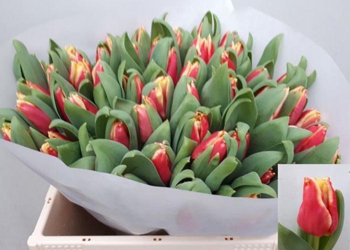 Tulips Elegant Crown
