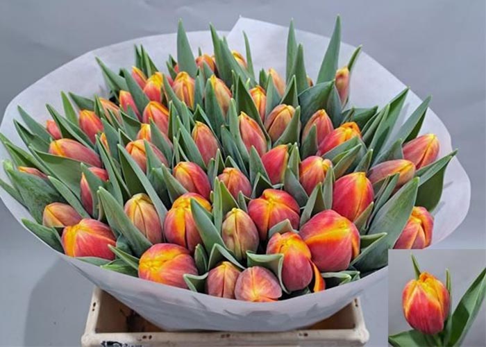 Tulips Jamala double