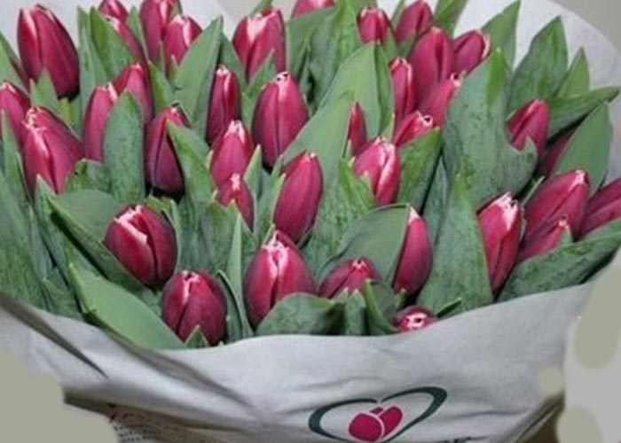Tulips Masterclass