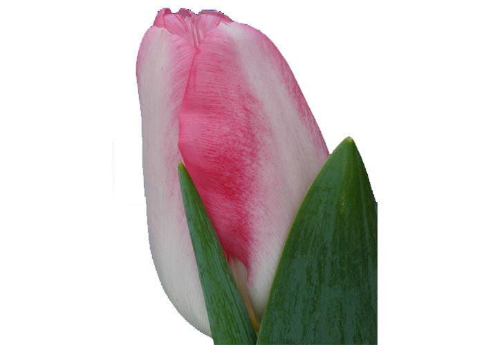 Tulips Pink Marble