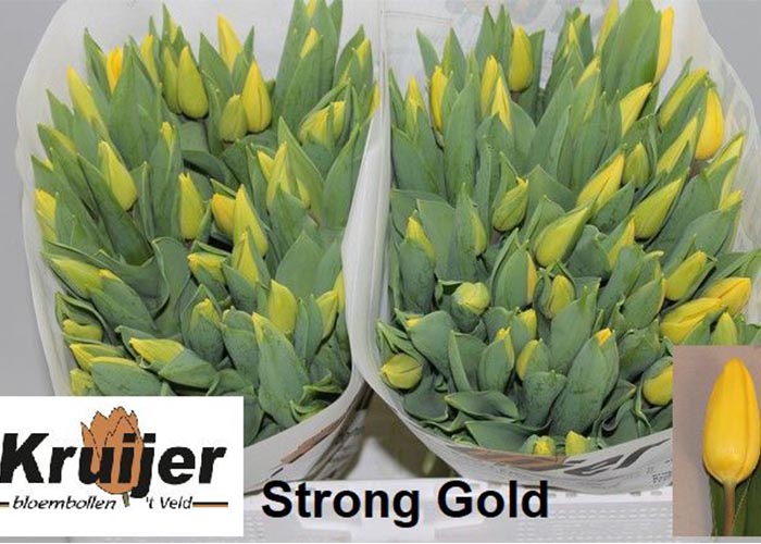 Tulips Strong Gold