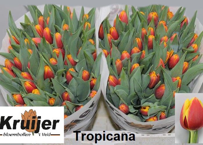 Tulips Tropicana