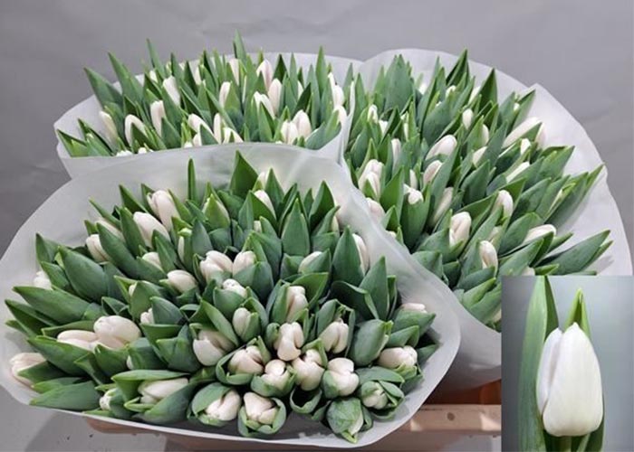 Tulips White Stone