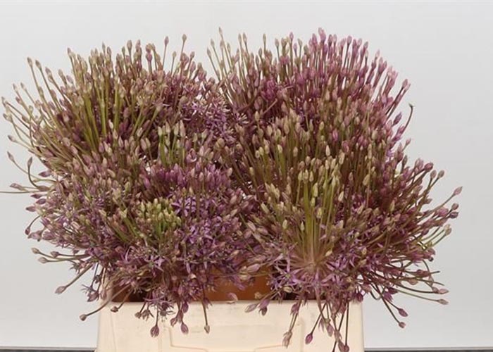 Allium Schubertii