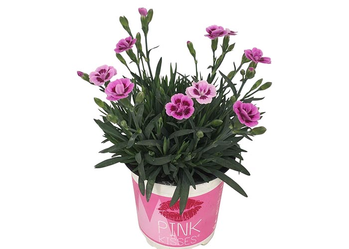 Dianthus Pink Kisses