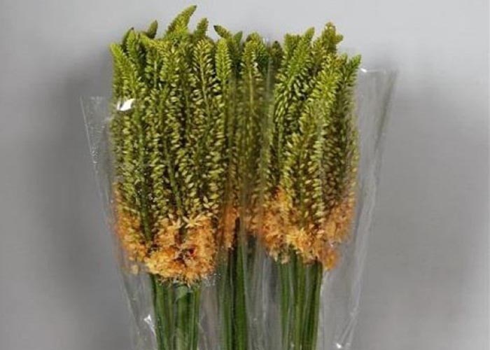 Eremurus Robustus