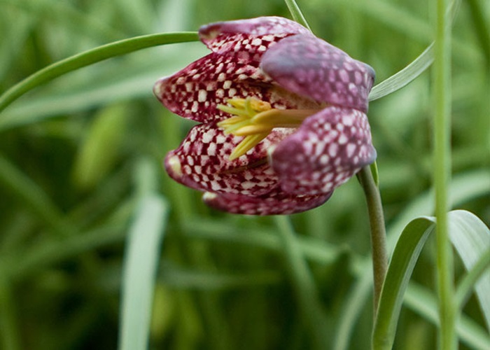 Fritillaria Meleagris