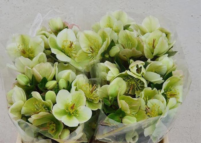 Helleborus Molly's White