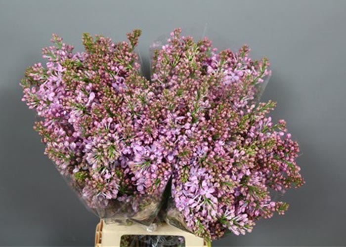 Lilac Marechal Foch