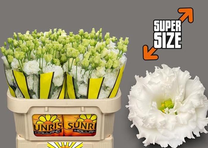 Lisianthus doub. Big Sun White