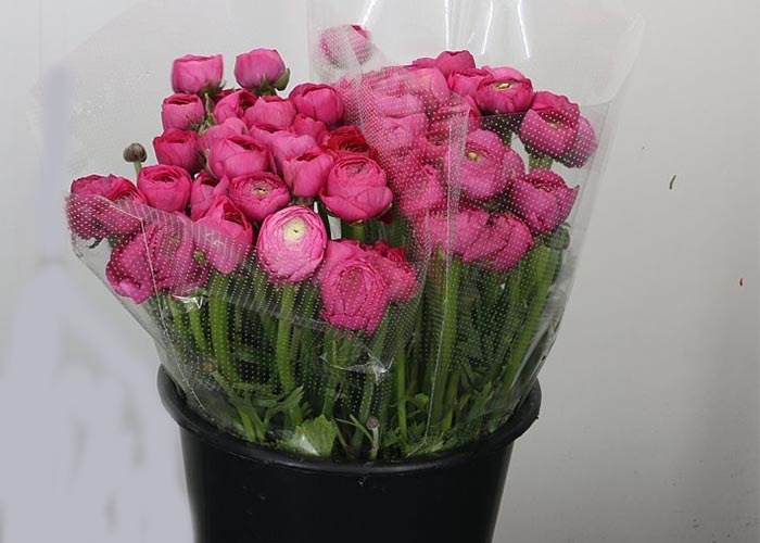 Ranunculus Elegance Hot Pink