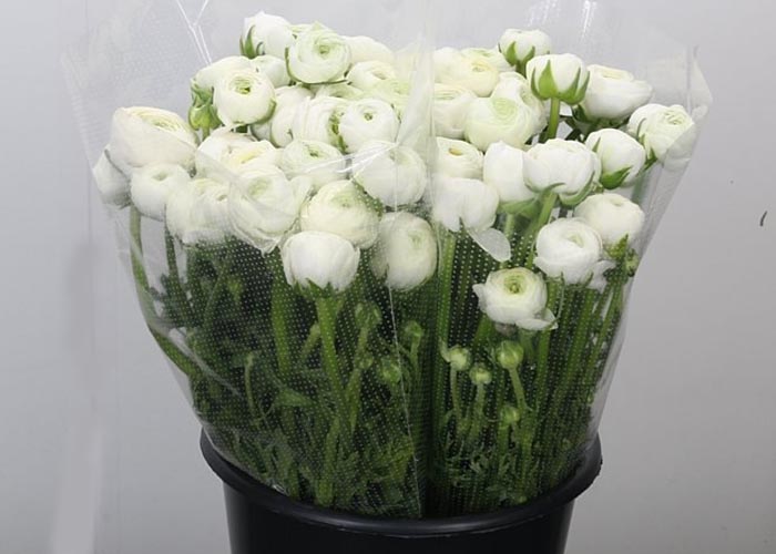 Ranunculus Elegance White