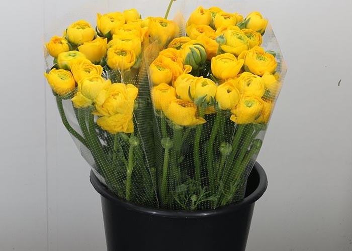 Ranunculus Elegance Yellow