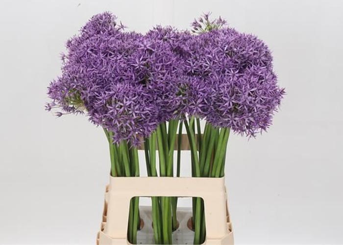 Allium Violet Beauty