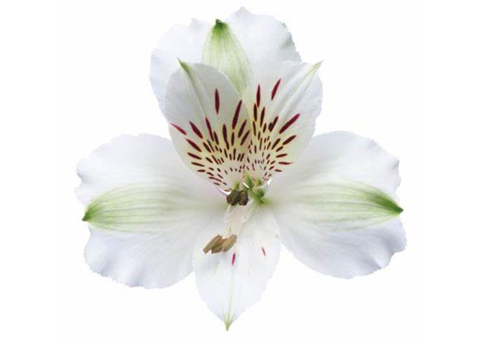 Alstroemeria Virginia