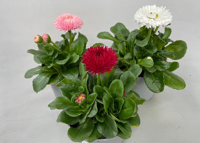 Bellis (Garden Daisy)