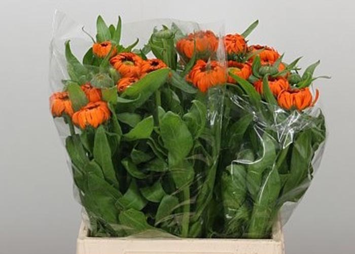 Calendula Orange