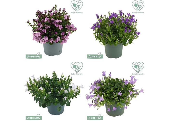 Campanula Addenda mix