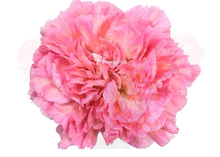 Carnation Minami Passion