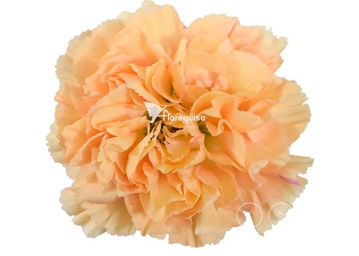 Carnation Minami Peach