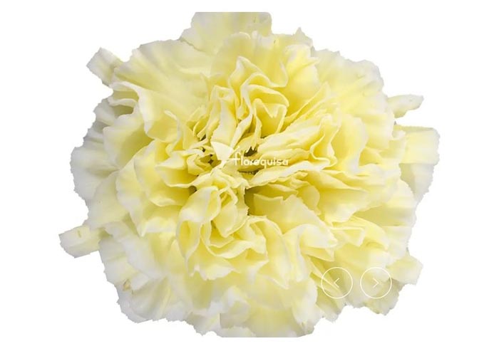 Carnation Minami Poly