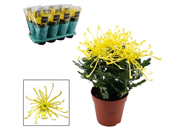 Chrysant Firework Yellow