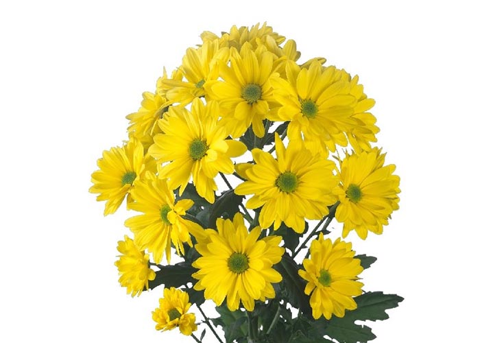 Chrysanthemum Celebrate