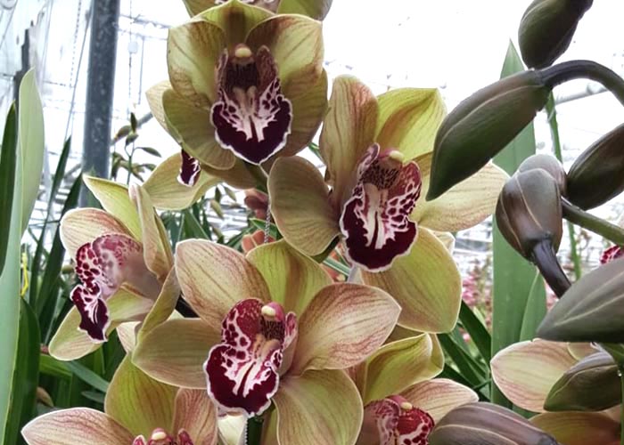 Cymbidium Gimmick