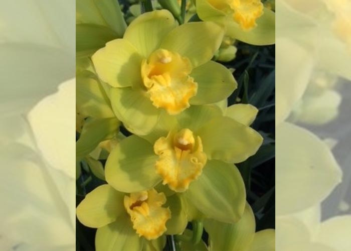 Cymbidium Golden Wish