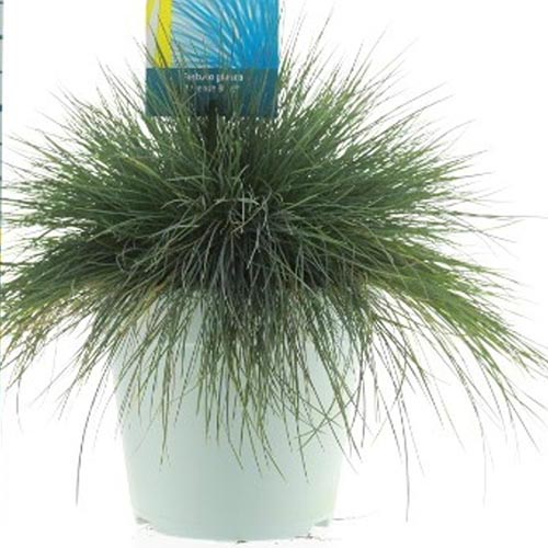 Festuca Intense Blue