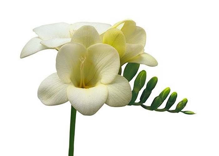 Freesia White