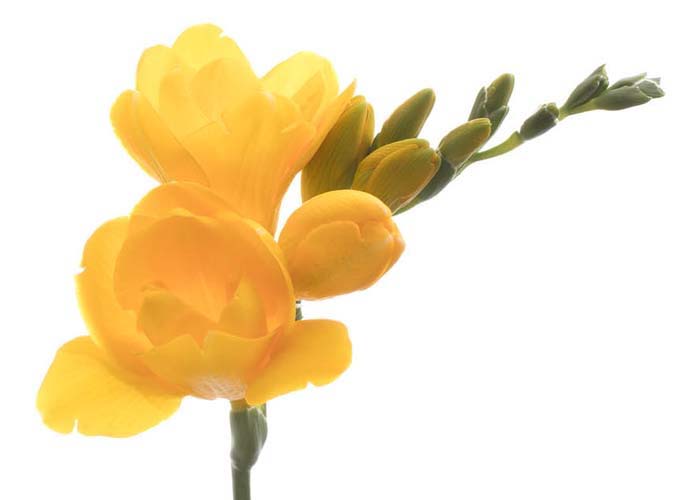 Freesia Yellow