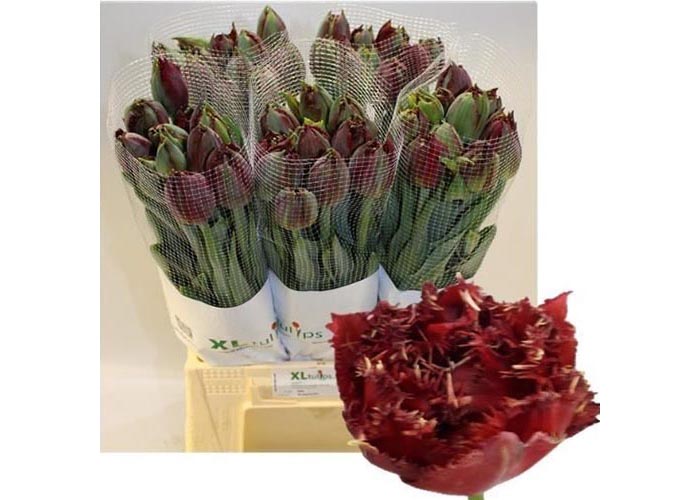 French Tulips Ajaccio Double frilled