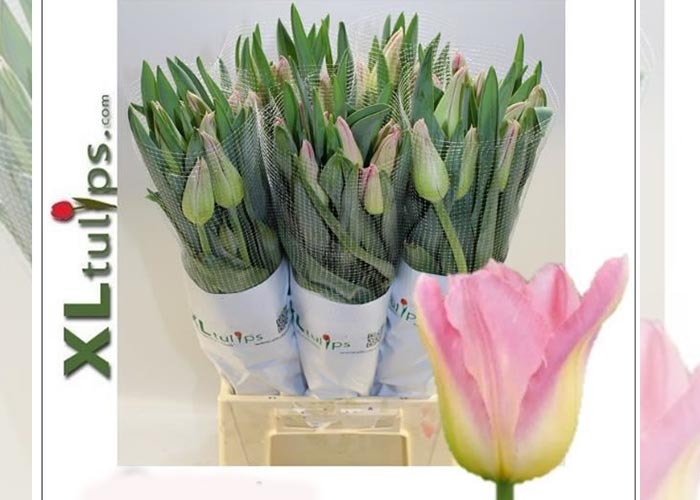 French Tulips Angy's Kiss