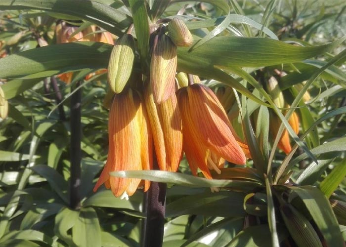 Fritillaria Imperialis Early Dream