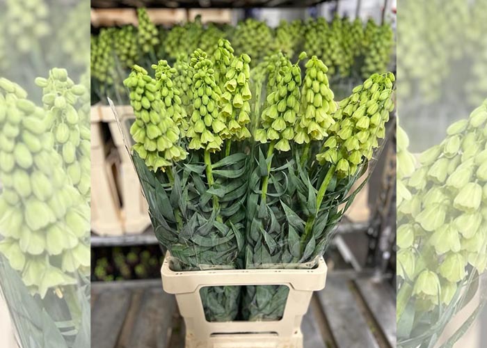 Fritillaria Ivory Bells