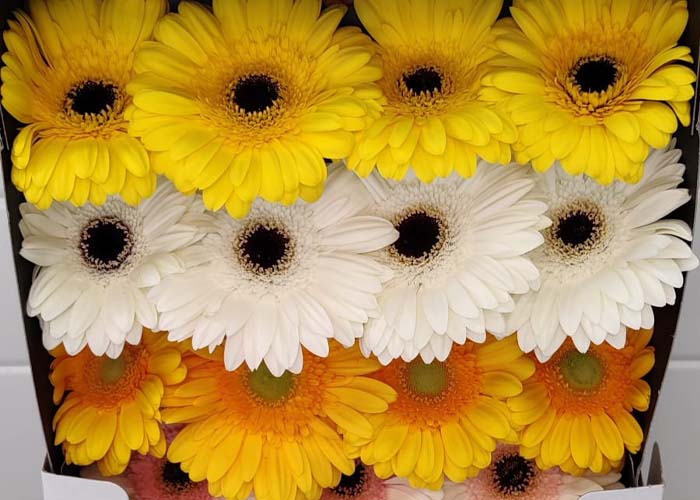 Gerbera Assorti Easter colours