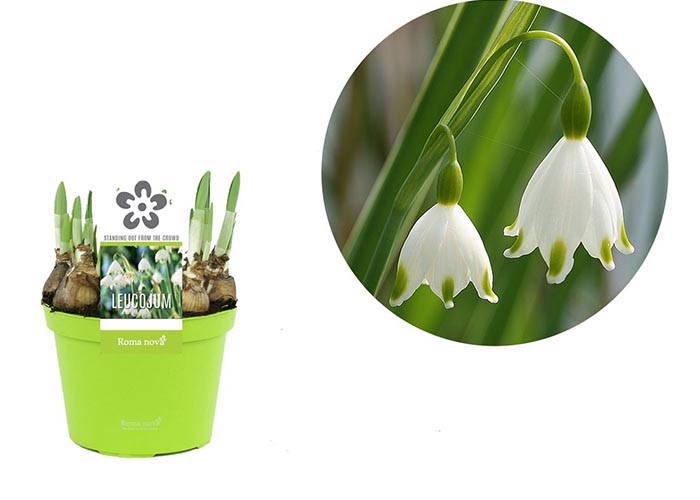 Leucojum