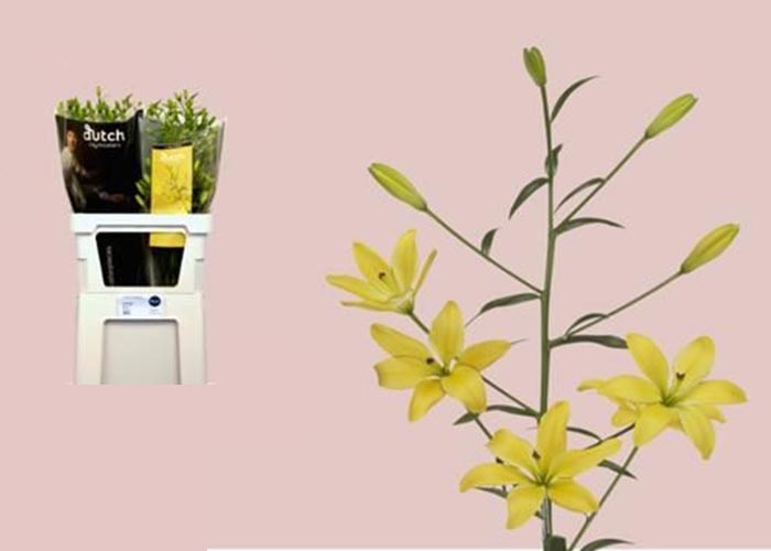 Lily az. Yellow Cocotte