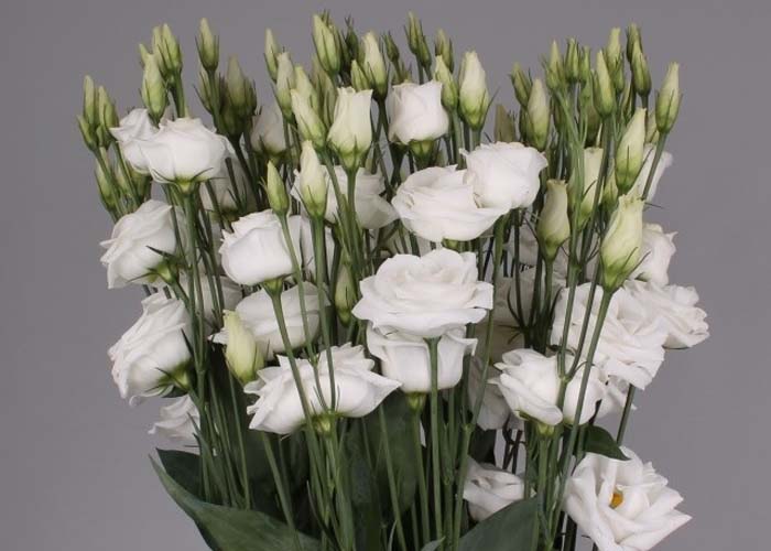 Lisianthus double Rosita White