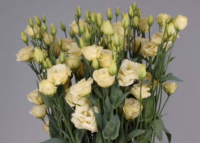 Lisianthus double Rosita Yellow