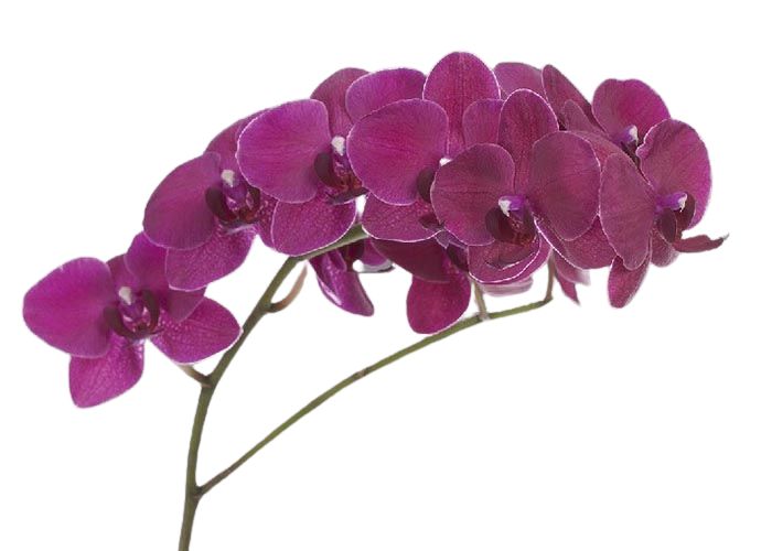 Or. Phalaenopsis Montreux stem