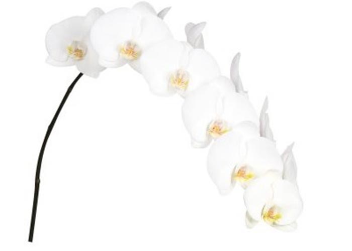 Or. Phalaenopsis Sensation White stem