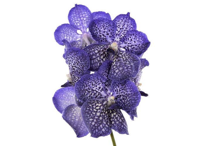 Or.Vanda Sunanda Sapphire flower