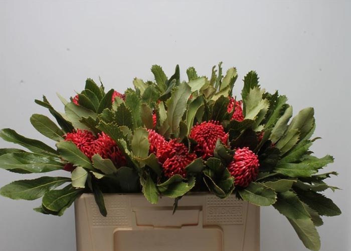 Protea Waratah (Telopea)