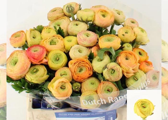 Ranunculus Aazur Champagne