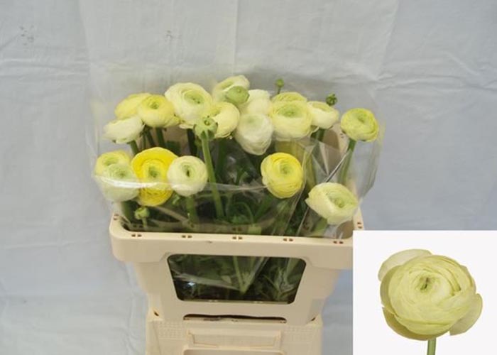 Ranunculus Aazur Cream