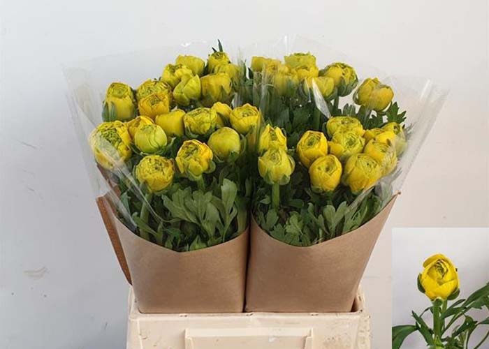 Ranunculus Aazur Yellow