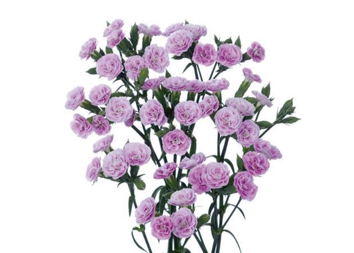 Spray carnation Raffine Odile